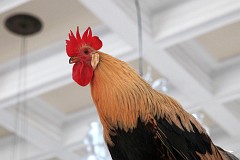 Exhibition of Hens - - - Wystawa Kur Ozdobnych