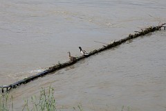 Lewy brzeg Wisy midzy mostami azienkowskim i witokrzyskim - Left bank Vistula between azienkowski & witokrzyski bridges